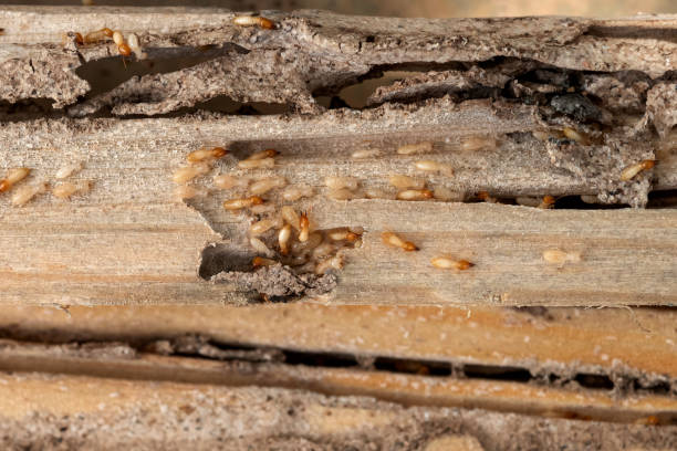 Best Best Pest Control Companies  in Commerce, GA