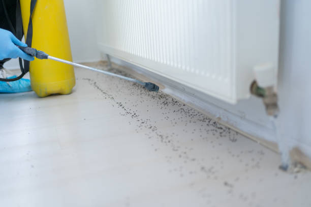 Best Wasp Removal Services  in Commerce, GA